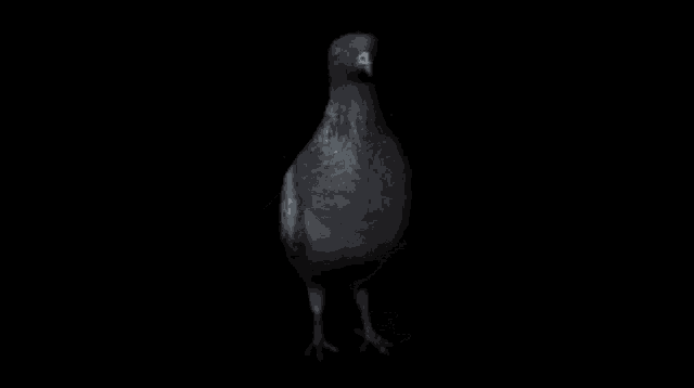 spinning pigeon